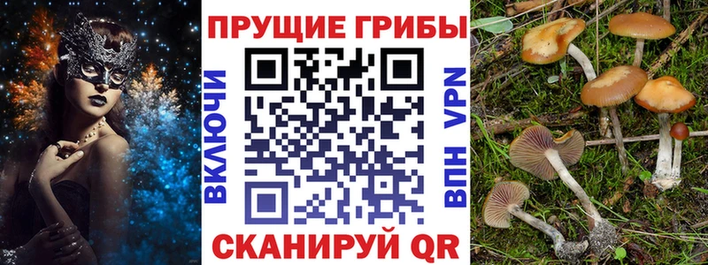 darknet официальный сайт  Новоржев  Псилоцибиновые грибы ЛСД 